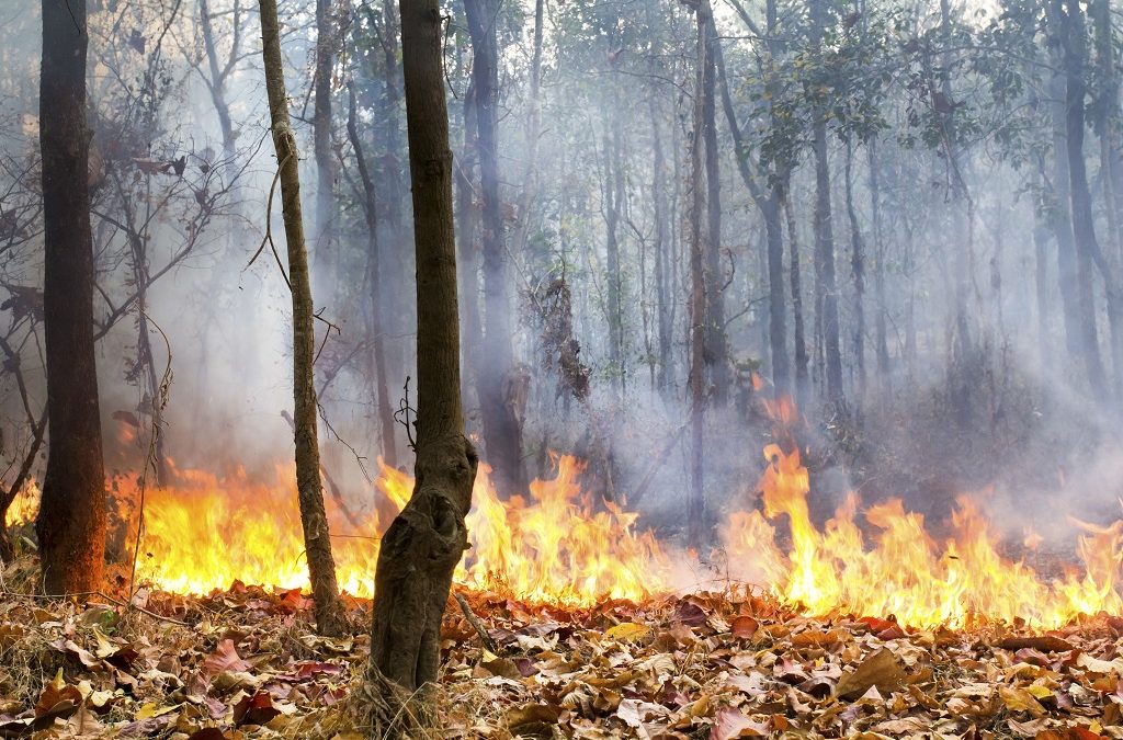 Streichung der Mittel für Waldbrandprävention gefährdet Deutschlands Wälder